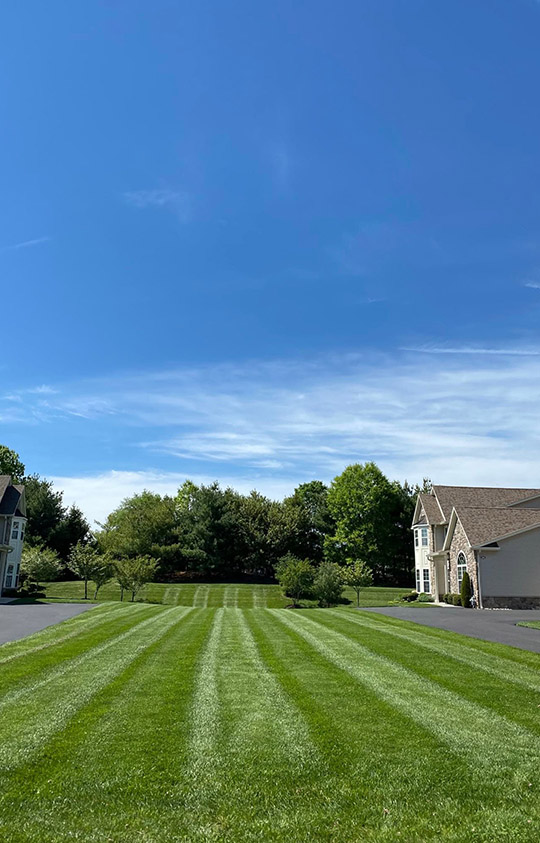 elements-lawn-landscape-services-turf